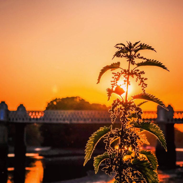 A nettle plant set in front of the Putney Bridge tube crossing with a stunning orange sunset behind
