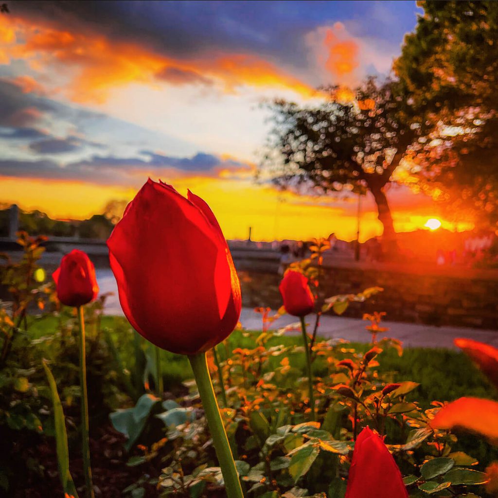 Red Tulips at dawn with River Thames in the background